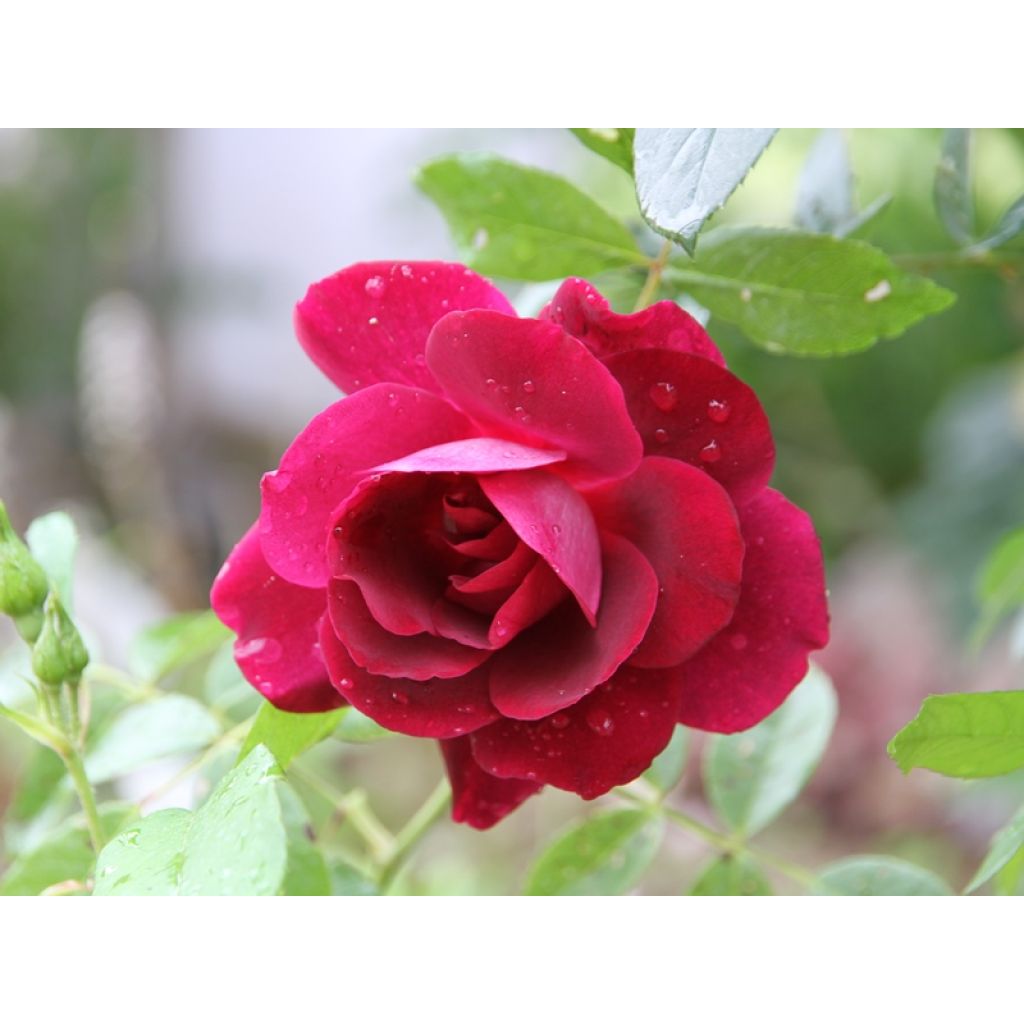 Rosa Floribunda Burgundy Ice