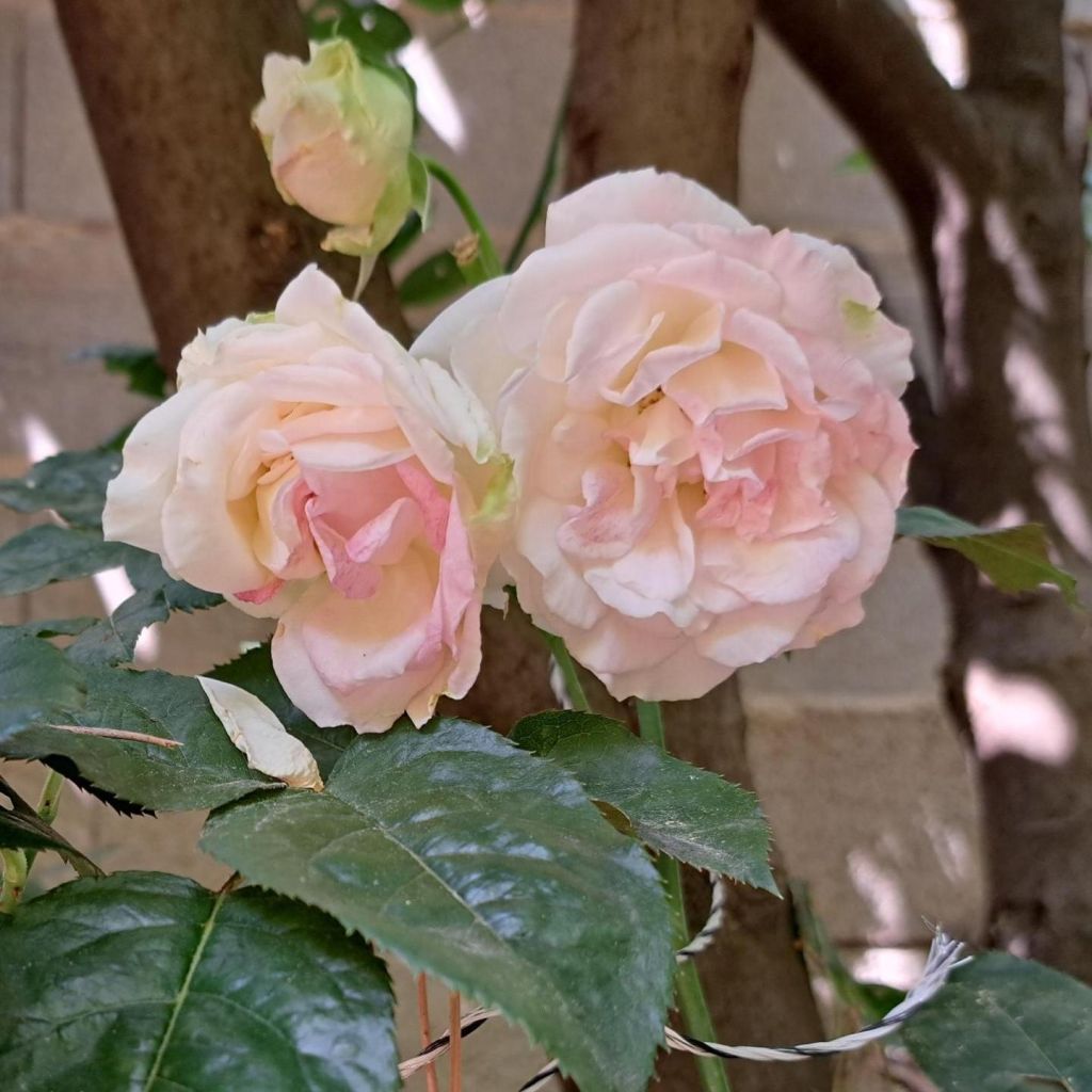 Rosa Courage - Rose ibrida di tea