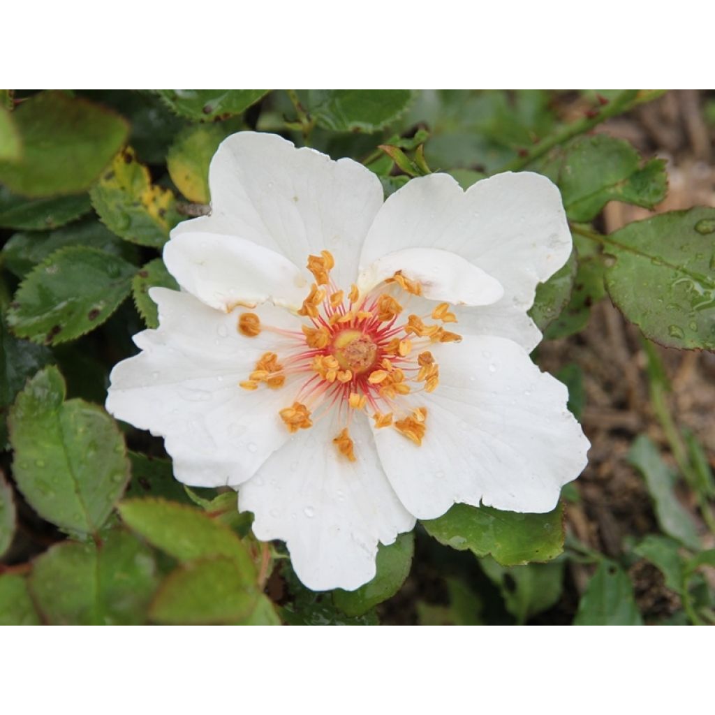Rosa Jacqueline du Pré - Rose ibrida di tea