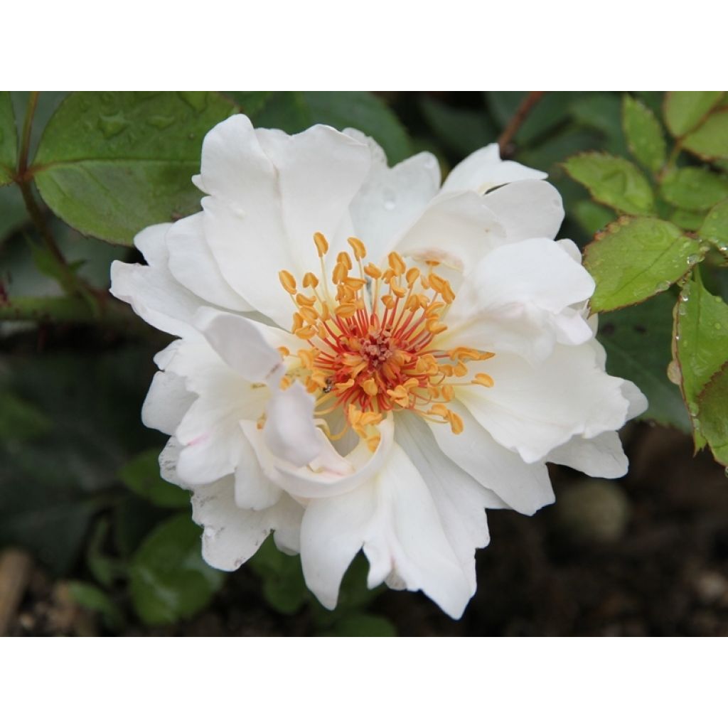 Rosa Jacqueline du Pré - Rose ibrida di tea