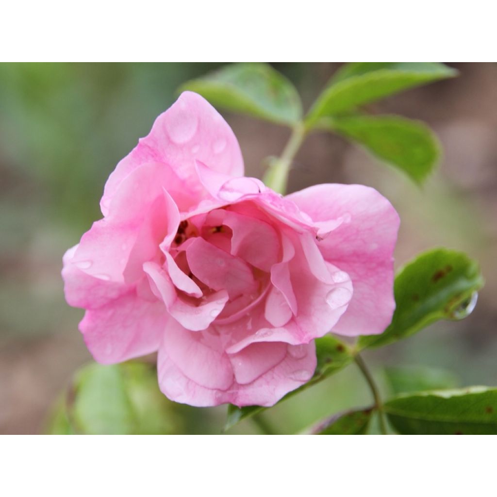 Rosa tappezzante Sommermelodie (NOAmel)