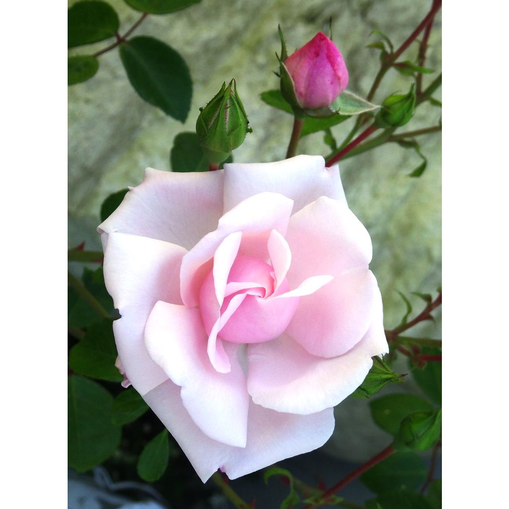 Rosa wichuraiana New Dawn - Rosa rampicante