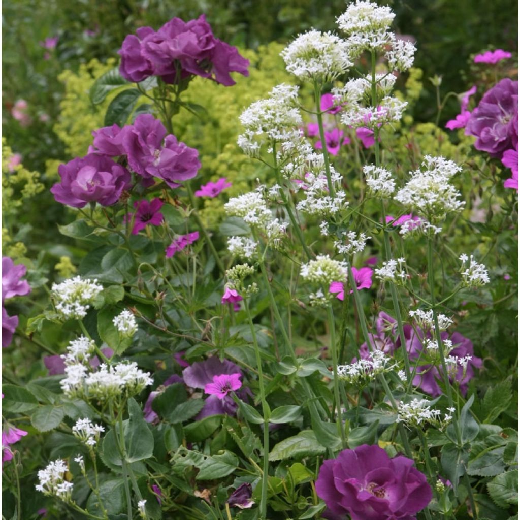 Rosa Floribunda Rhapsody In Blue