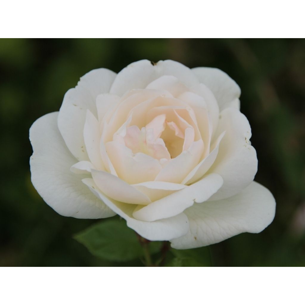 Rosa White Symphony