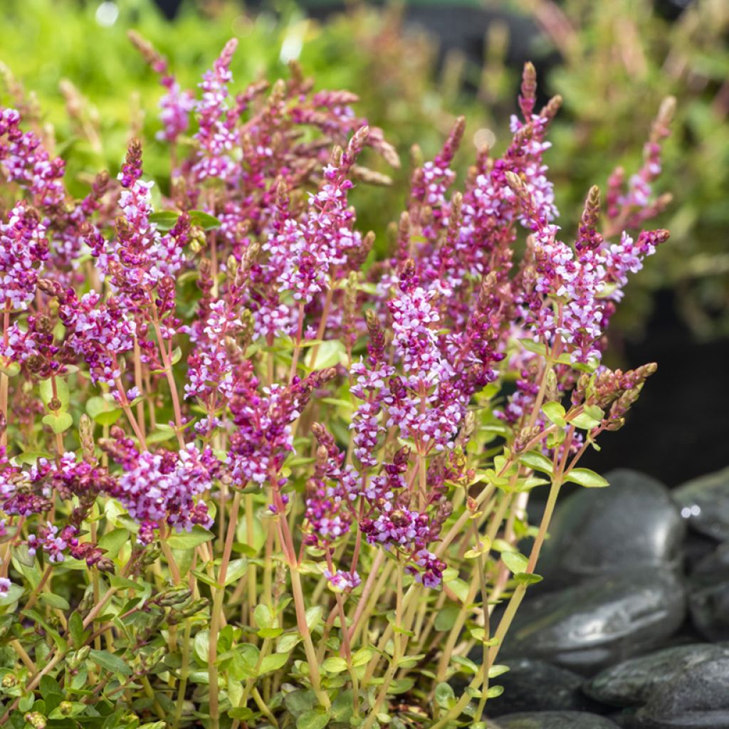 Rotala rotundifolia Green