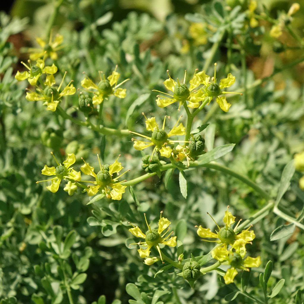 Ruta graveolens - Ruta comune