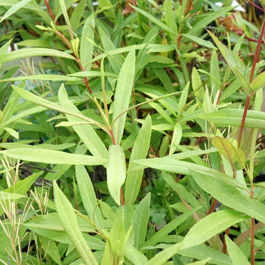 Salix sachalinensis Sekka
