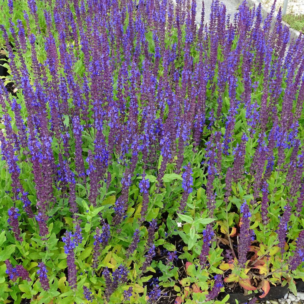 Salvia superba Reine Bleue