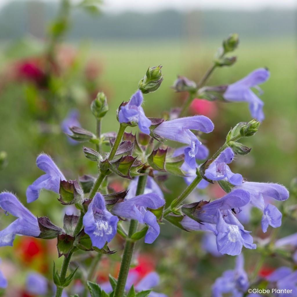 Salvia splendens Heat Hero Blue - Salvia rossa