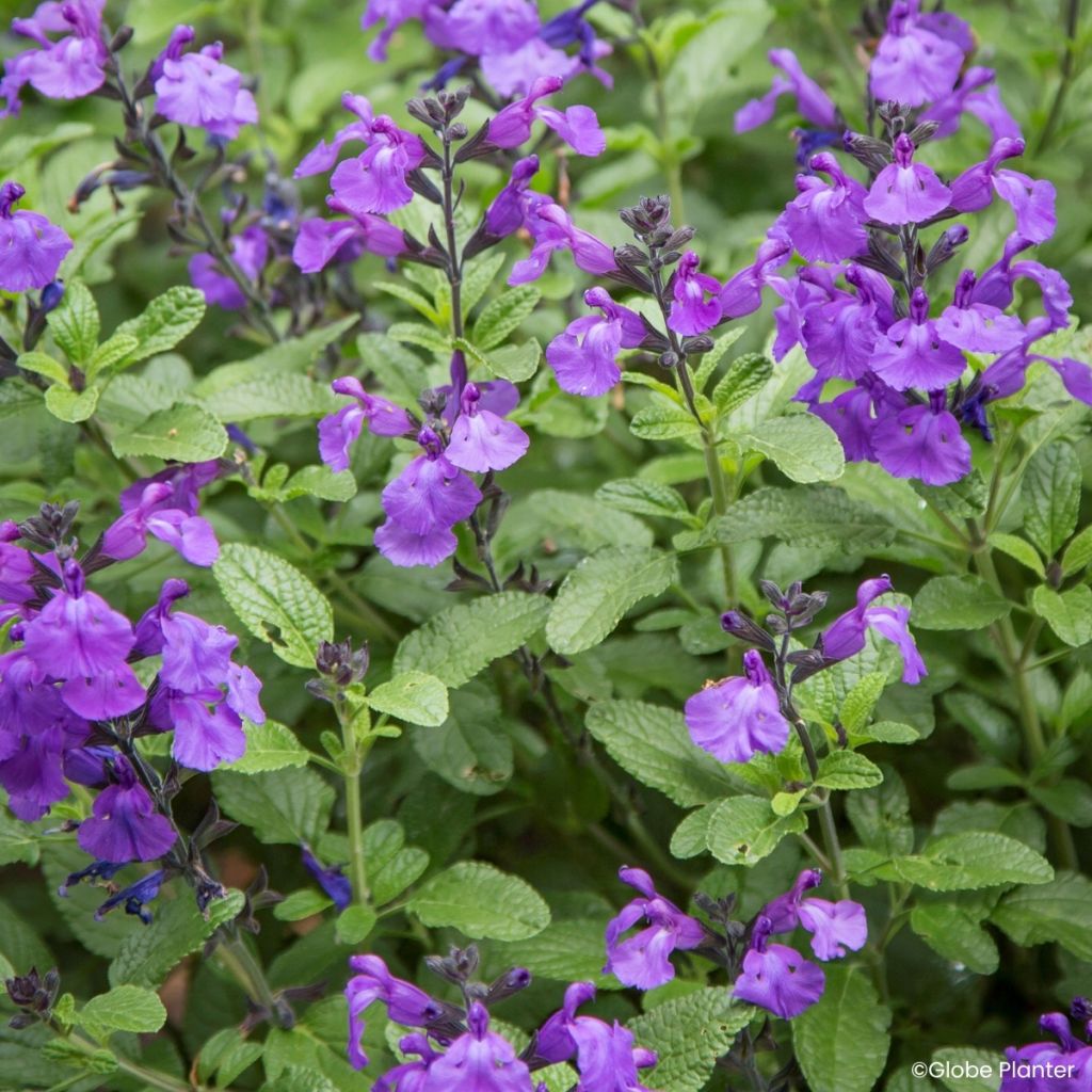 Salvia microphylla So Cool Purple - Salvia arbustiva