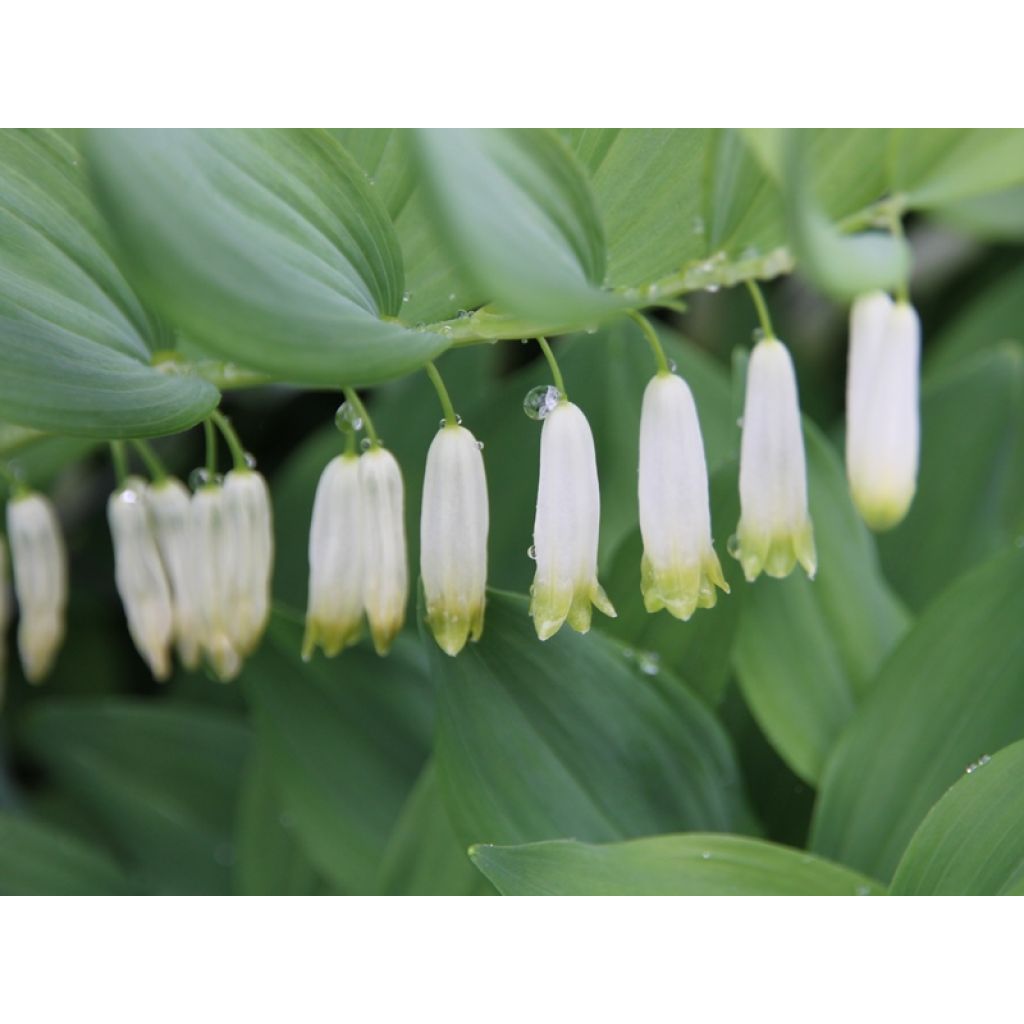 Polygonatum multiflorum - Sigillo di Salomone maggiore