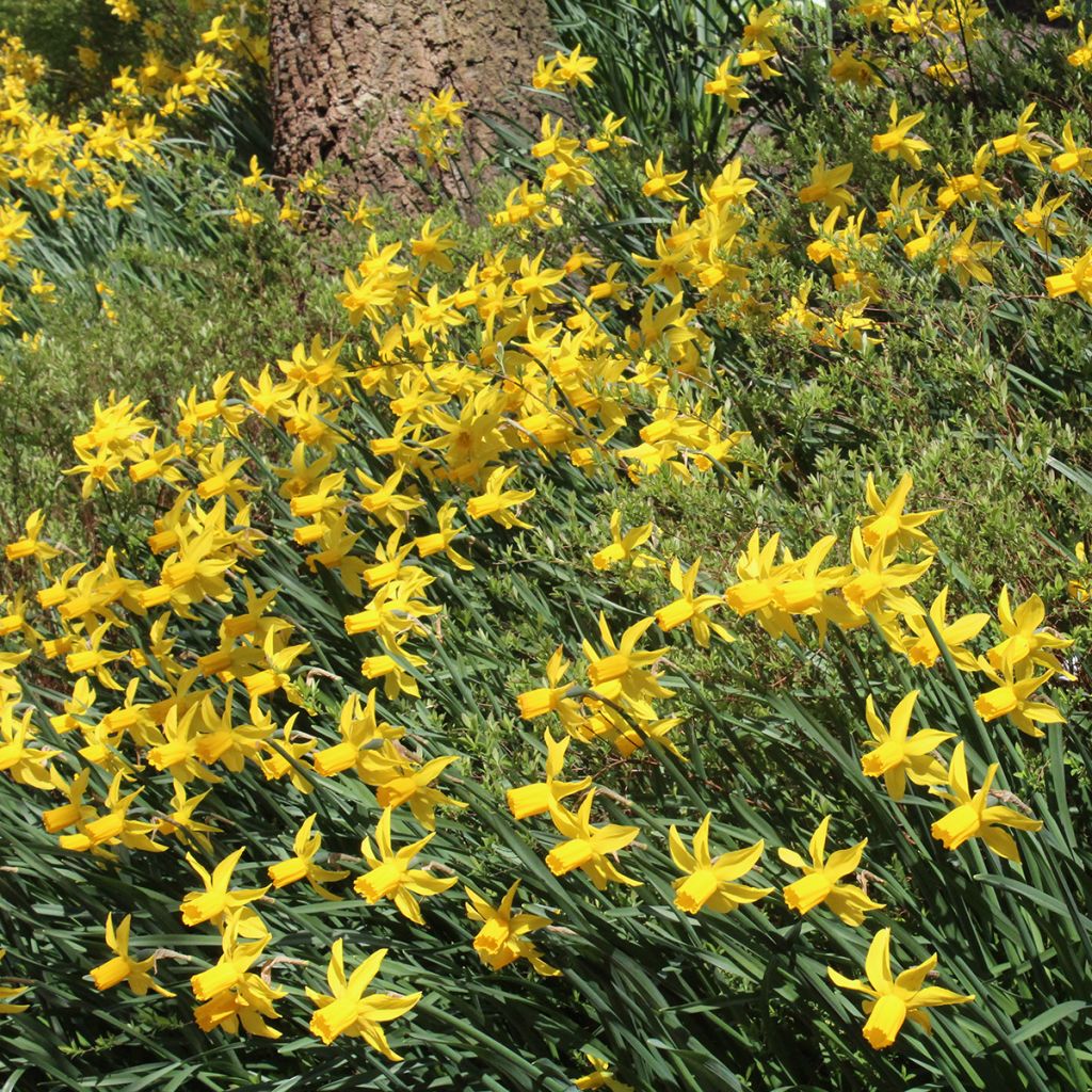Narciso cyclamineus Rapture