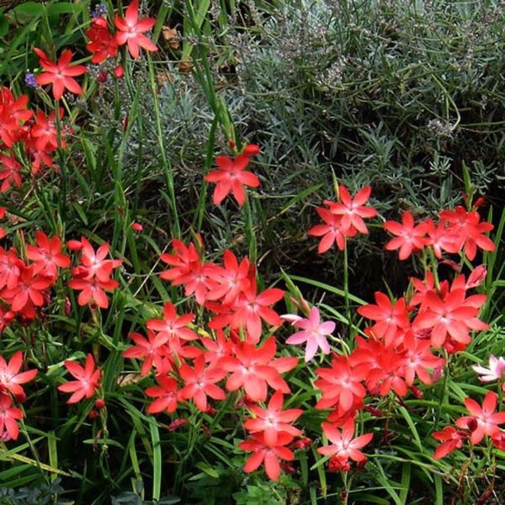 Schizostylis coccinea Major, Lis des Cafres