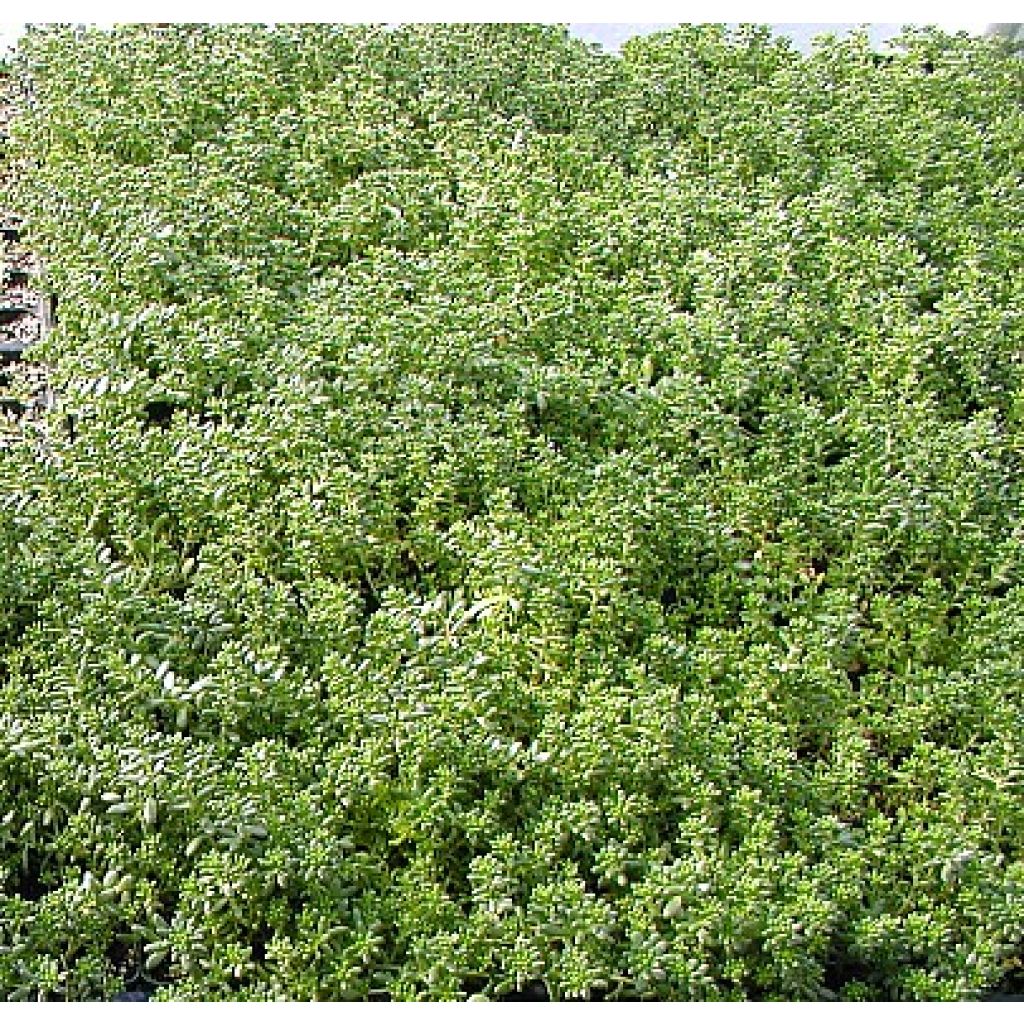 Sedum album var. murale - Borracina bianca