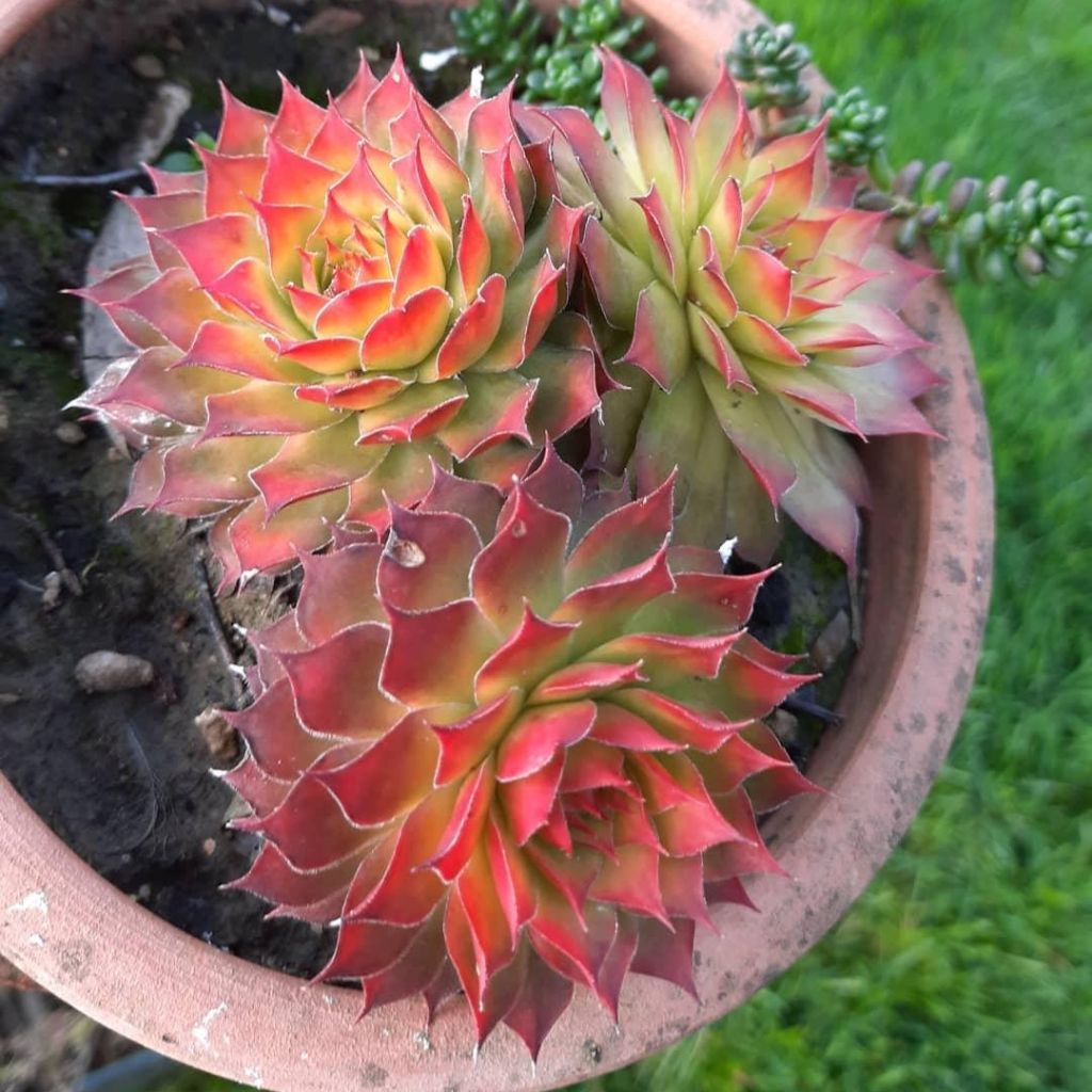 Sempervivum Chick Charms Gold Nugget - Semprevivo
