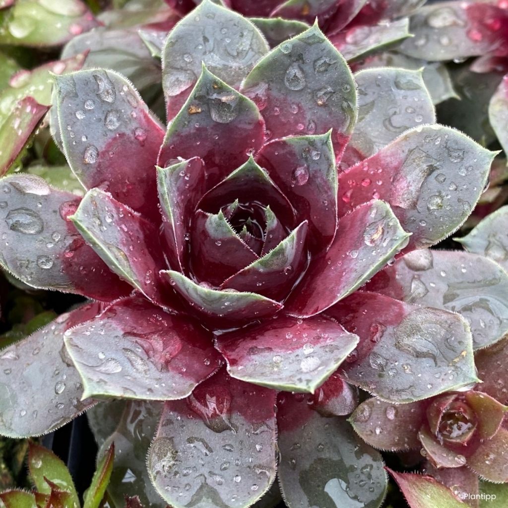 Sempervivum Chick Charms Giants Steel Appeal -Semprevivo