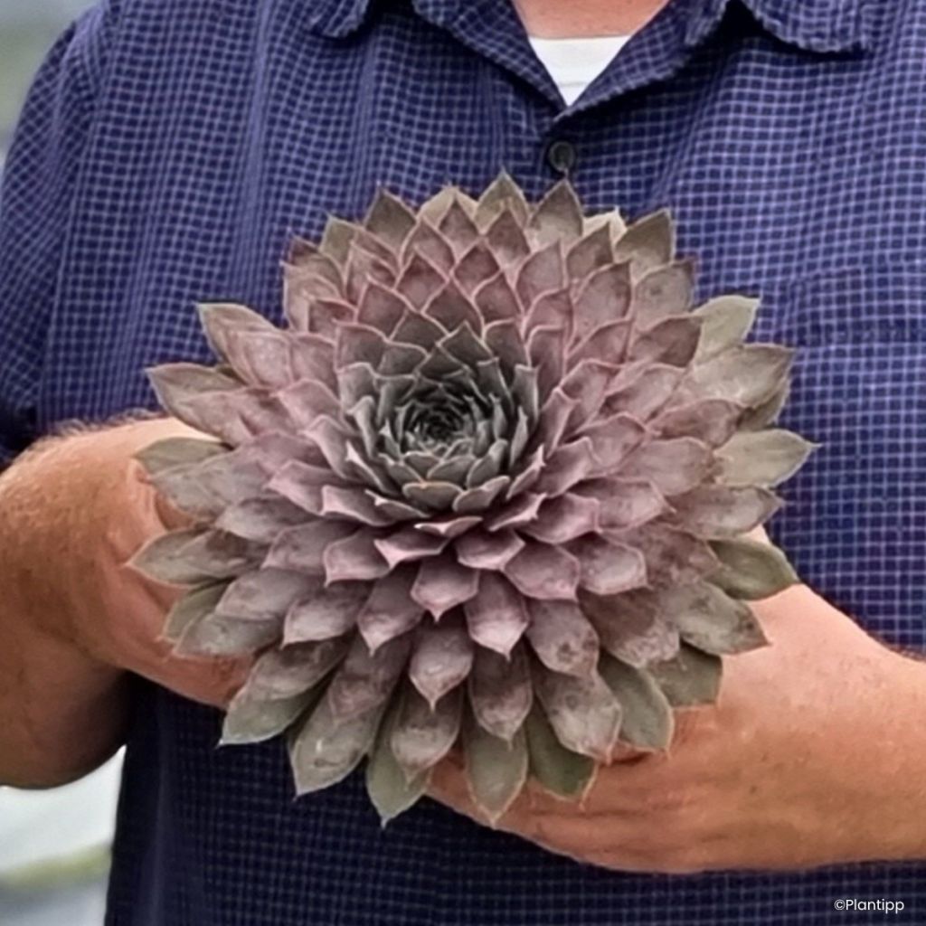 Sempervivum Chick Charms Giants Steel Appeal -Semprevivo