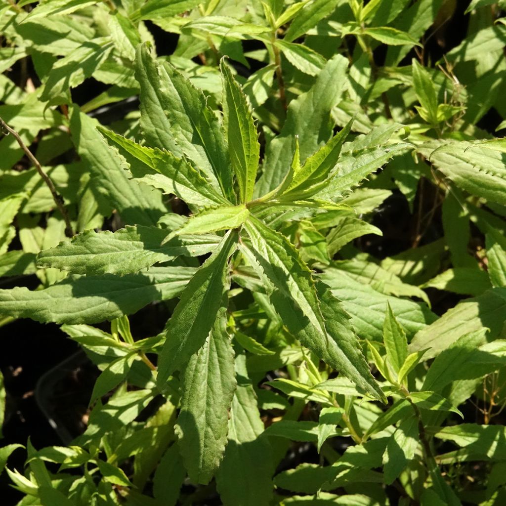 Solidago Ducky - Verga d'oro