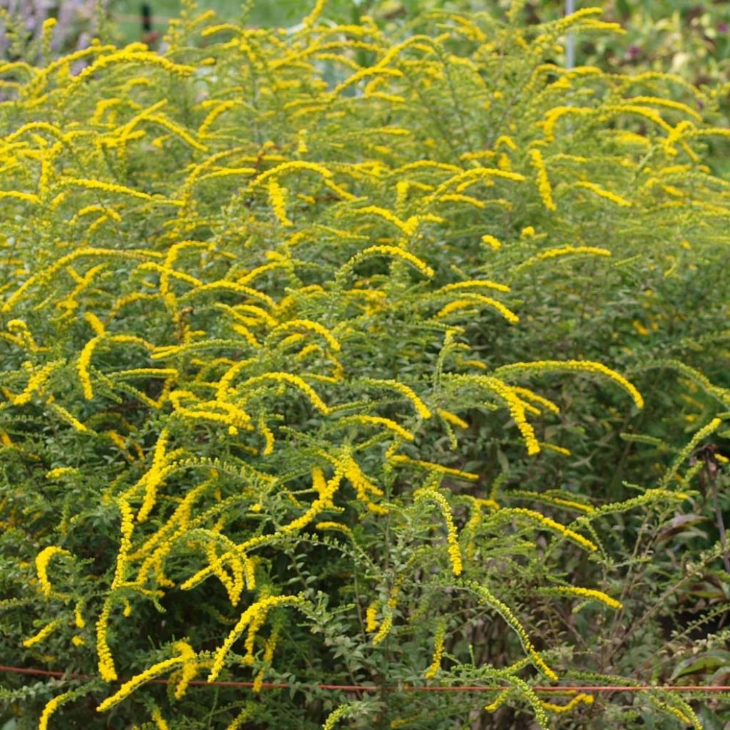 Solidago rugosa Fireworks - Verga d'oro