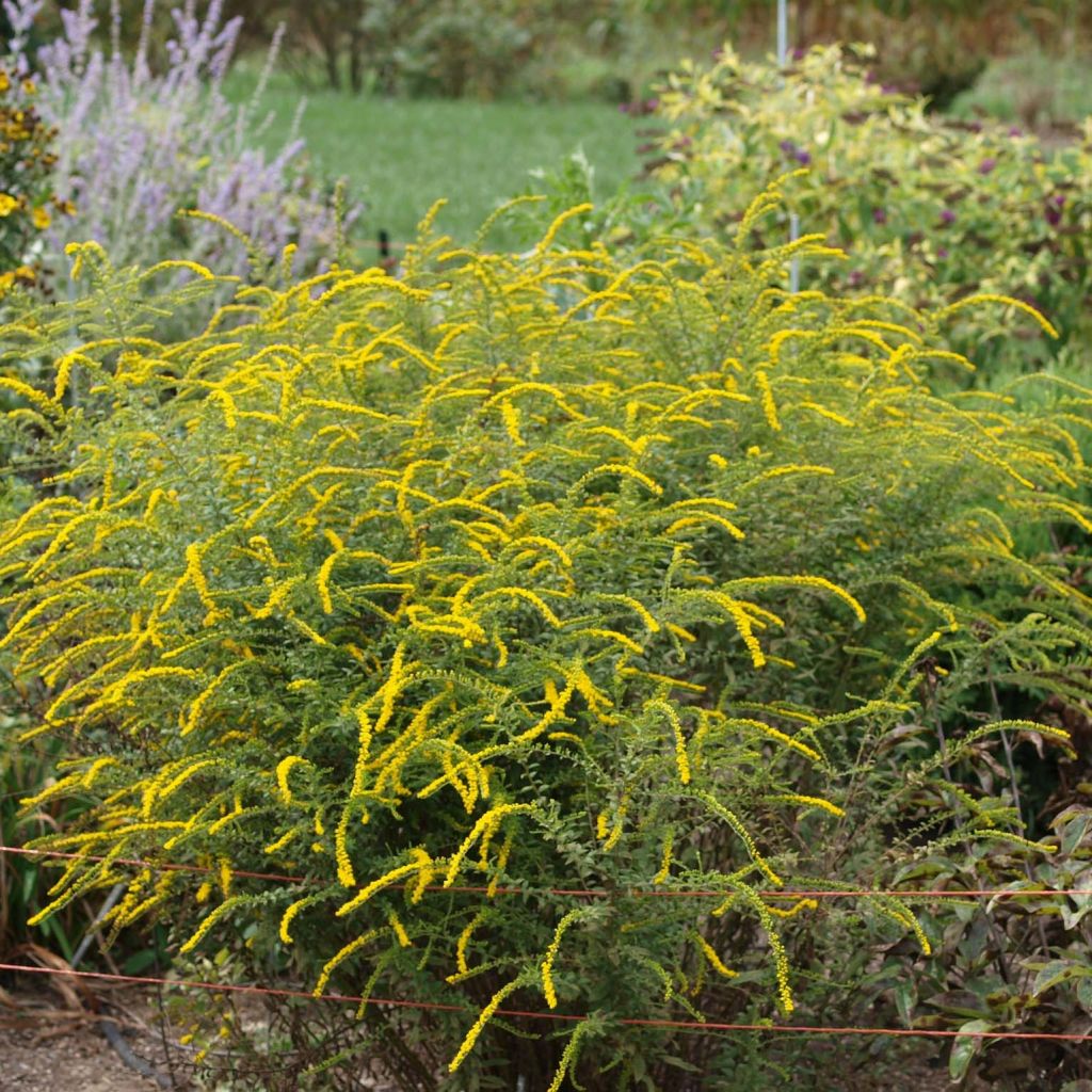 Solidago rugosa Fireworks - Verga d'oro