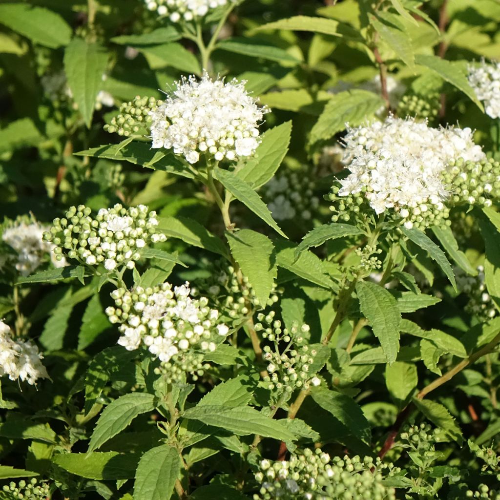 Spirea japonica Albiflora - Spirea del Giappone