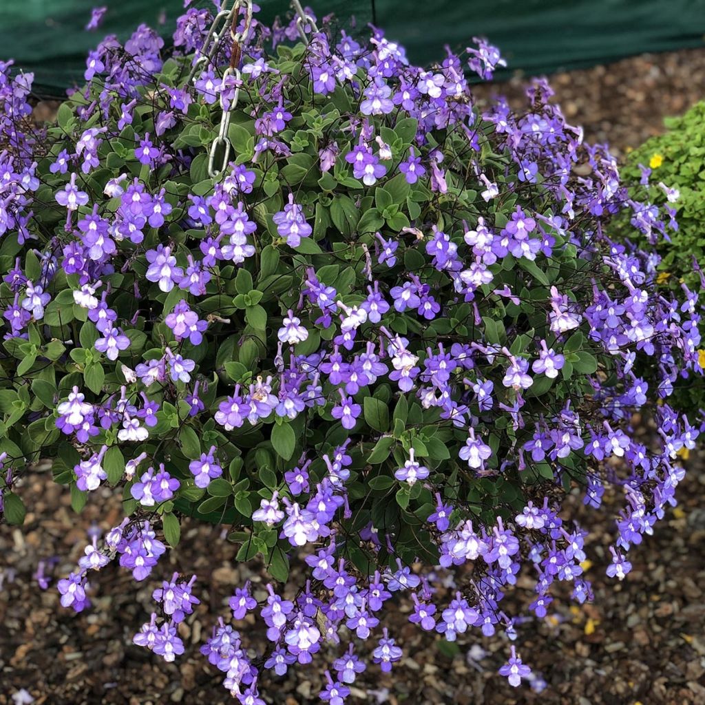 Streptocarpus saxorum Purple