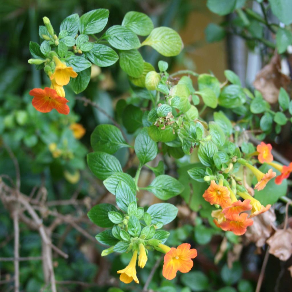 Streptosolen jamesonii