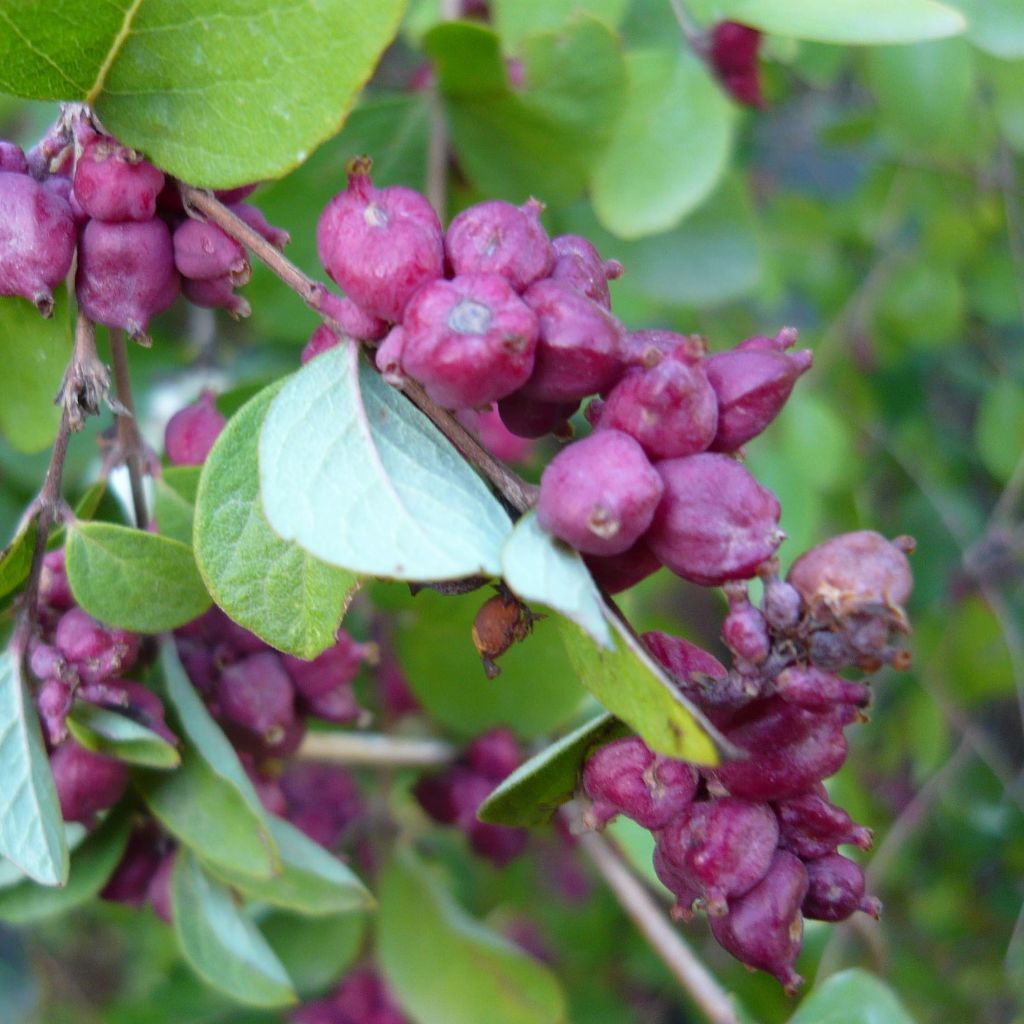 Symphoricarpos orbiculatus - Sinforicarpo