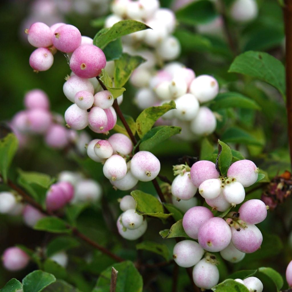 Symphoricarpos doorenbosii Magical Sweet - Sinforicarpo