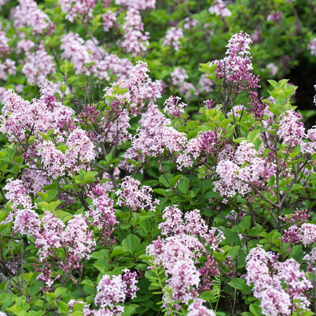 Syringa josikae - Lillà