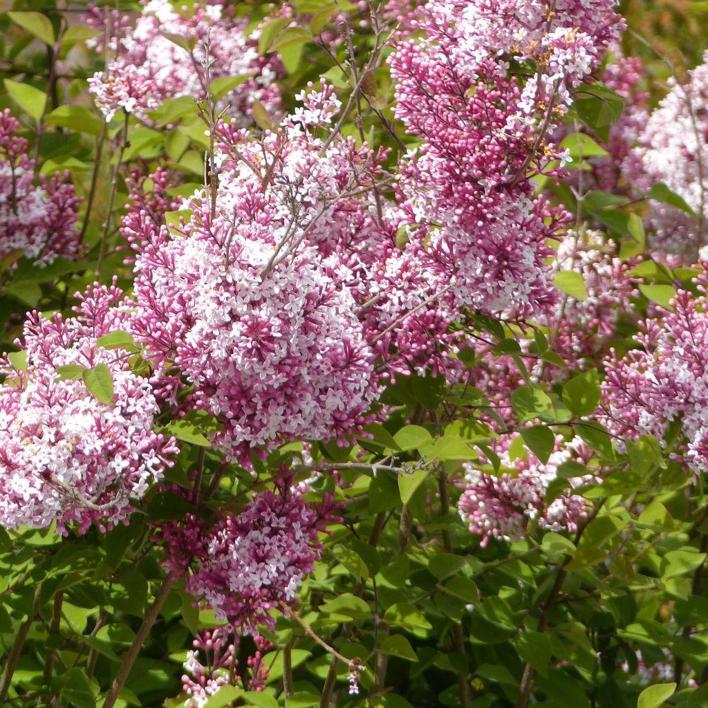 Syringa microphylla Superba - Lillà