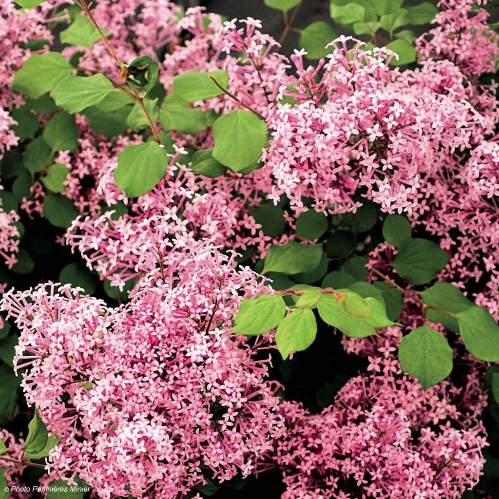 Syringa microphylla Red Pixie - Lillà