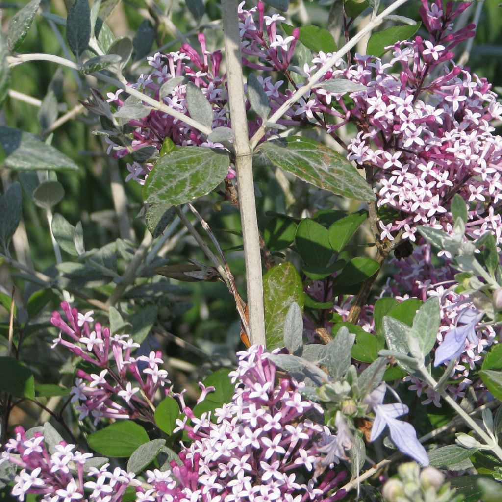 Syringa microphylla Red Pixie - Lillà