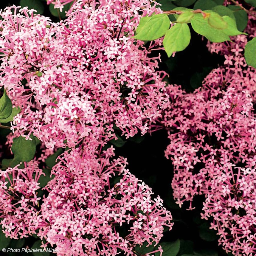 Syringa microphylla Red Pixie - Lillà