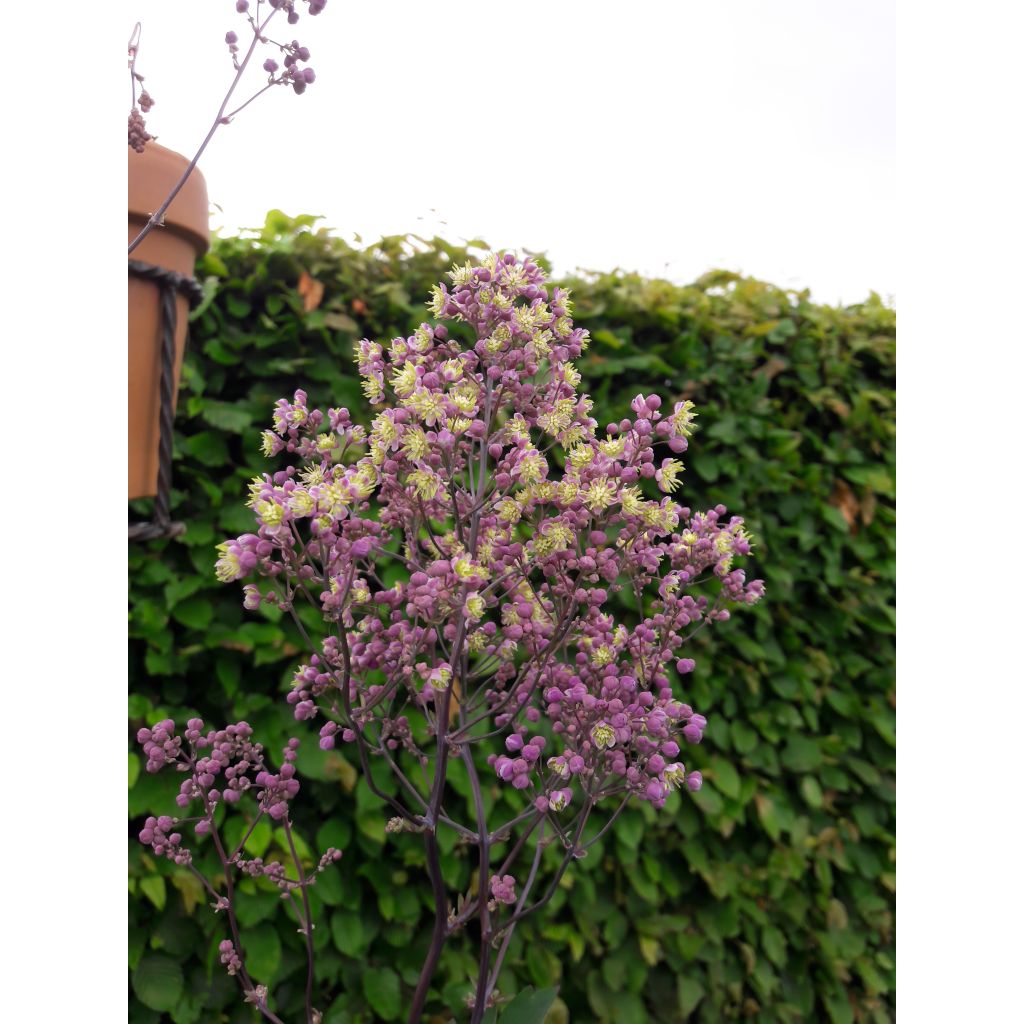 Thalictrum Anne - Pigamo