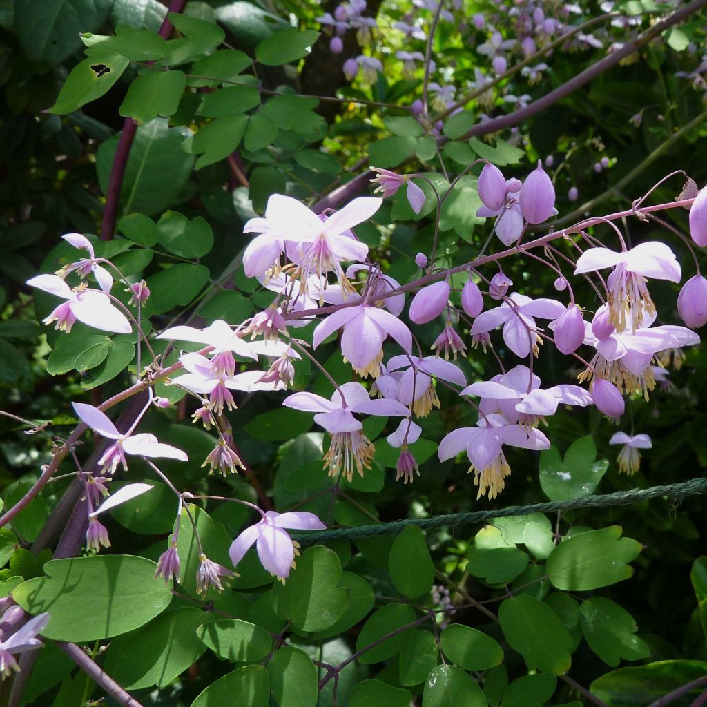 Thalictrum delavayi Splendide - Pigamo