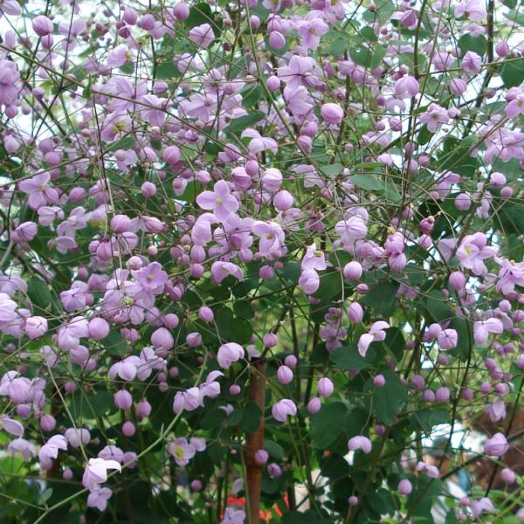 Thalictrum delavayi Splendide - Pigamo