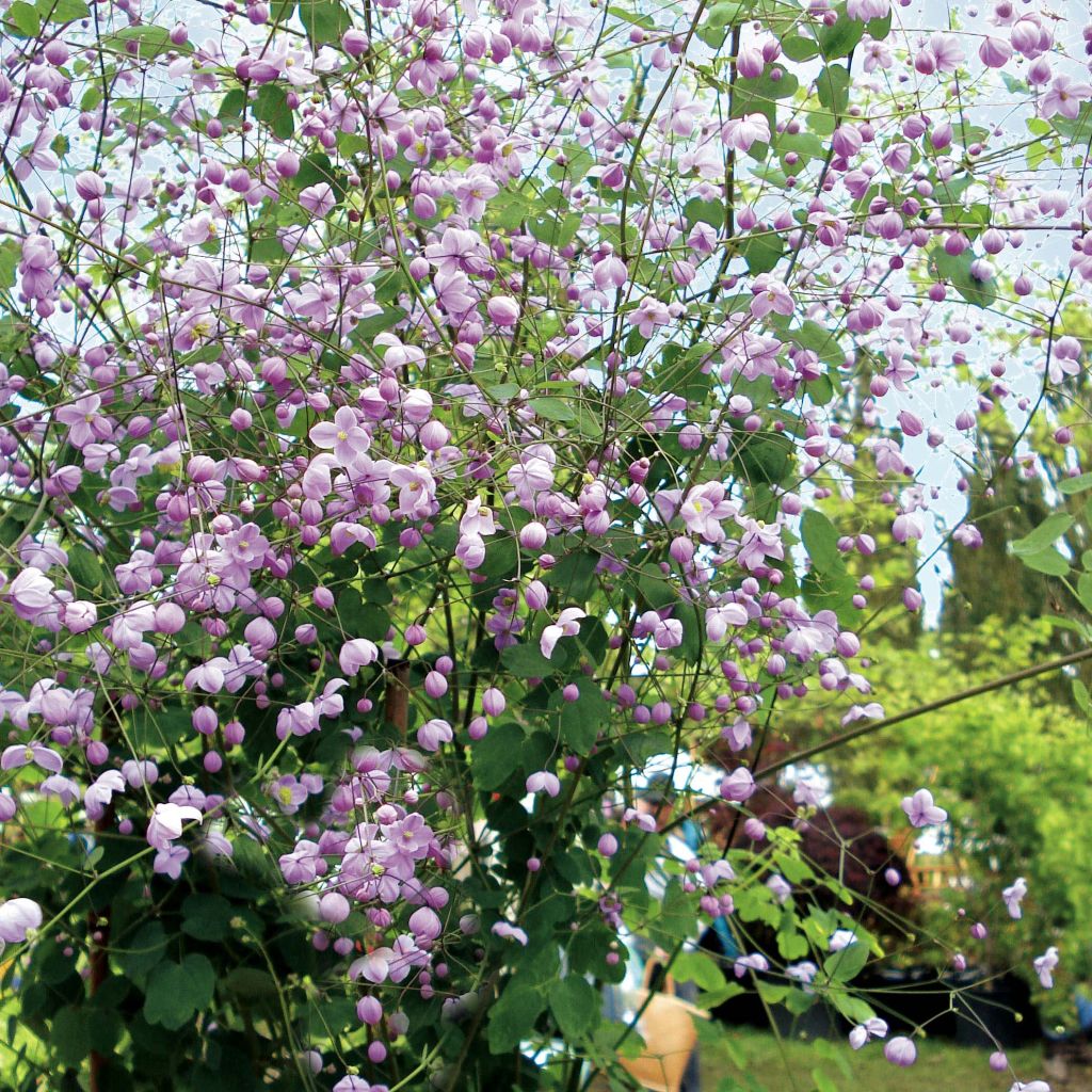 Thalictrum delavayi Splendide - Pigamo