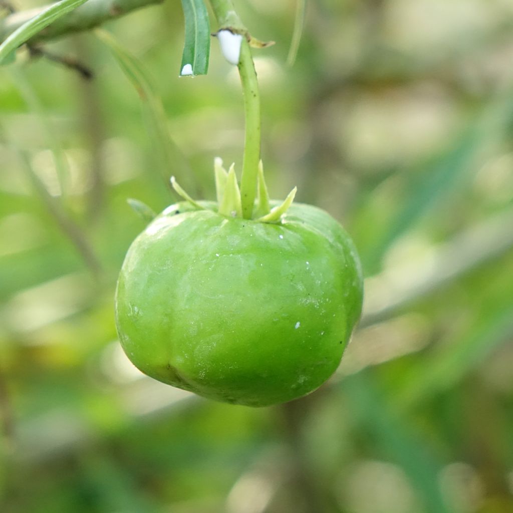 Thevetia peruviana - Oleandro del Perù