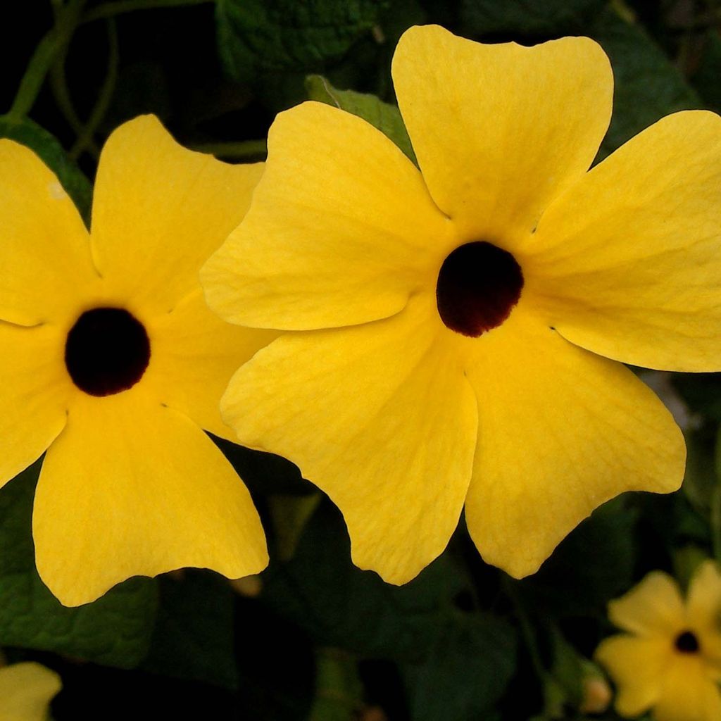 Susanna dagli occhi neri - Thunbergia alata