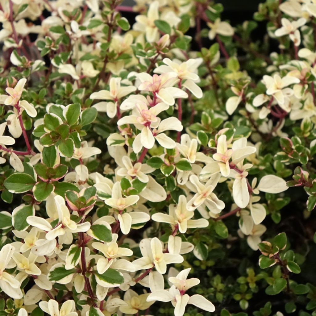 Thymus pulegioides Foxley - Timo goniotrico