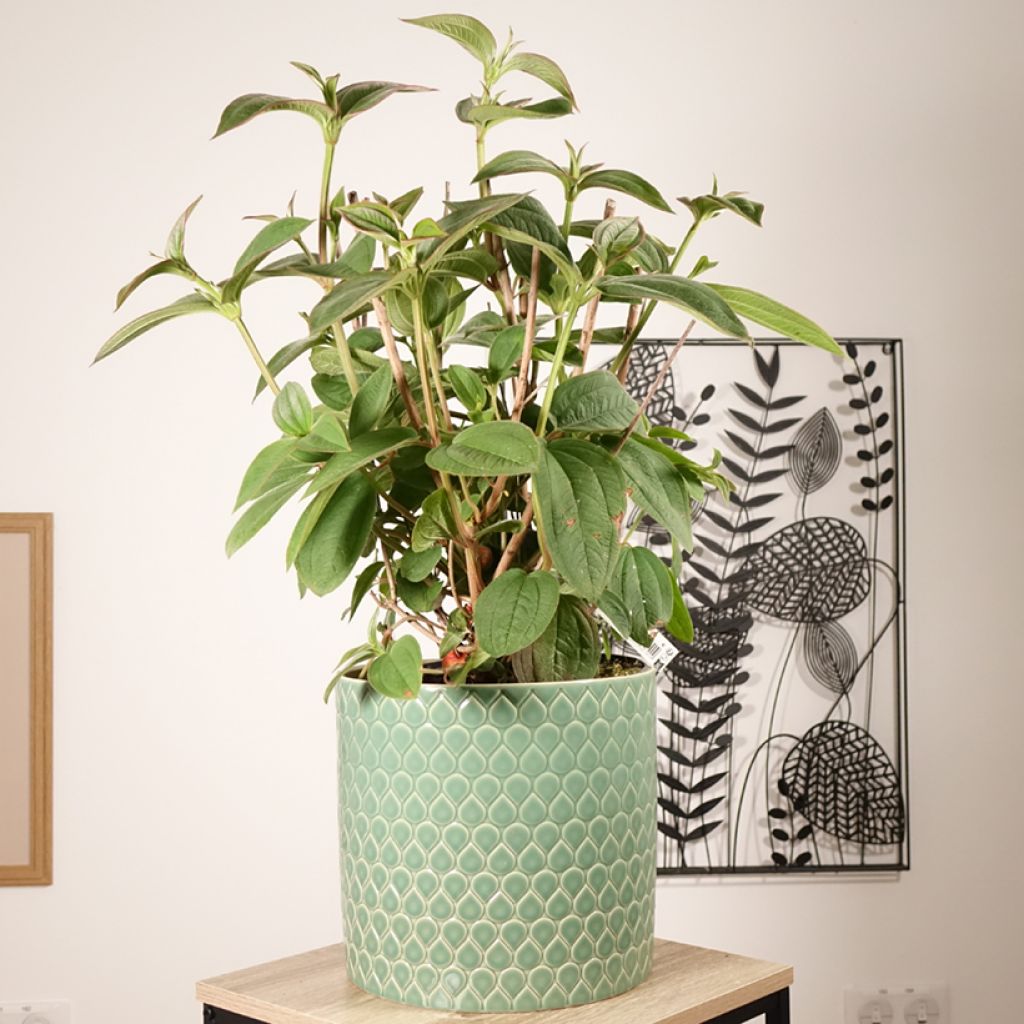 Tibouchina semidecandra