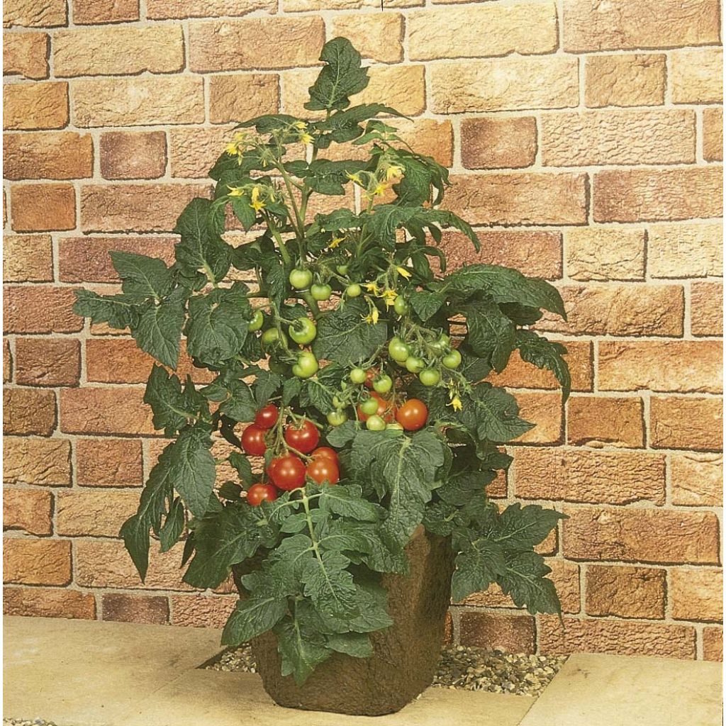 Pomodoro a grappolo Totem F1