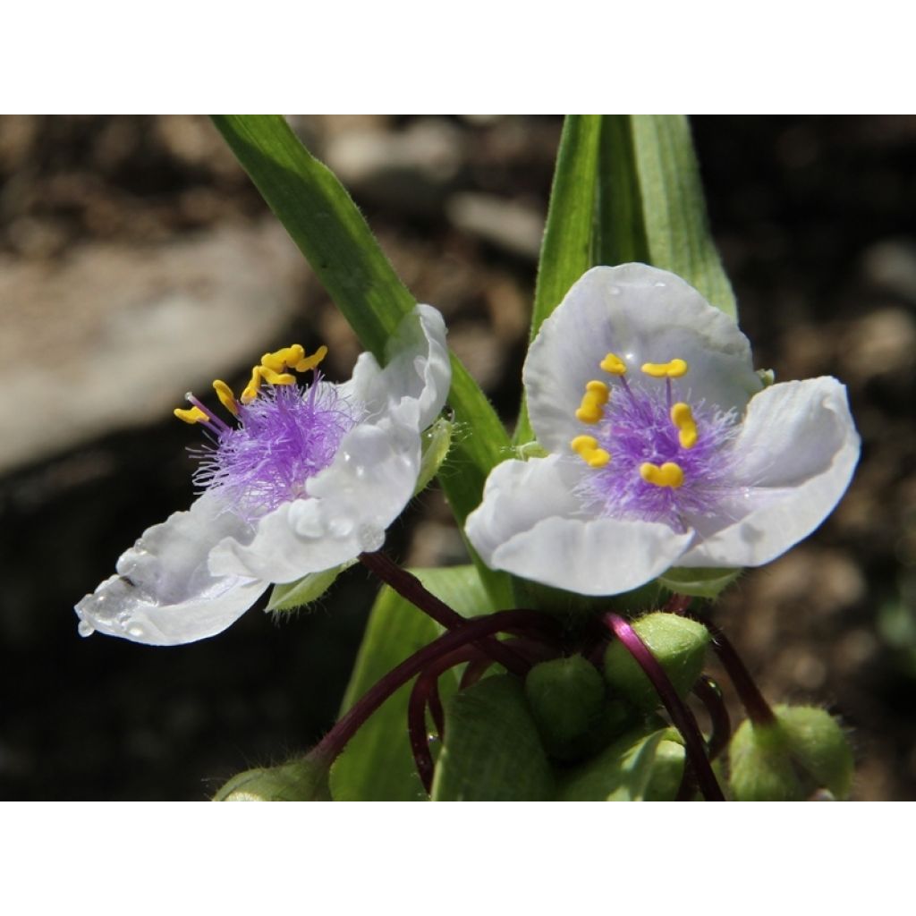 Tradescantia andersoniana Osprey