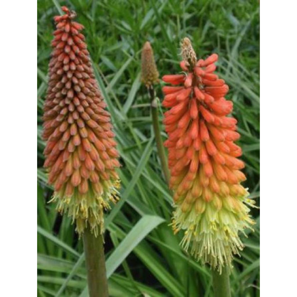 Kniphofia Flamenco - Giglio della torcia