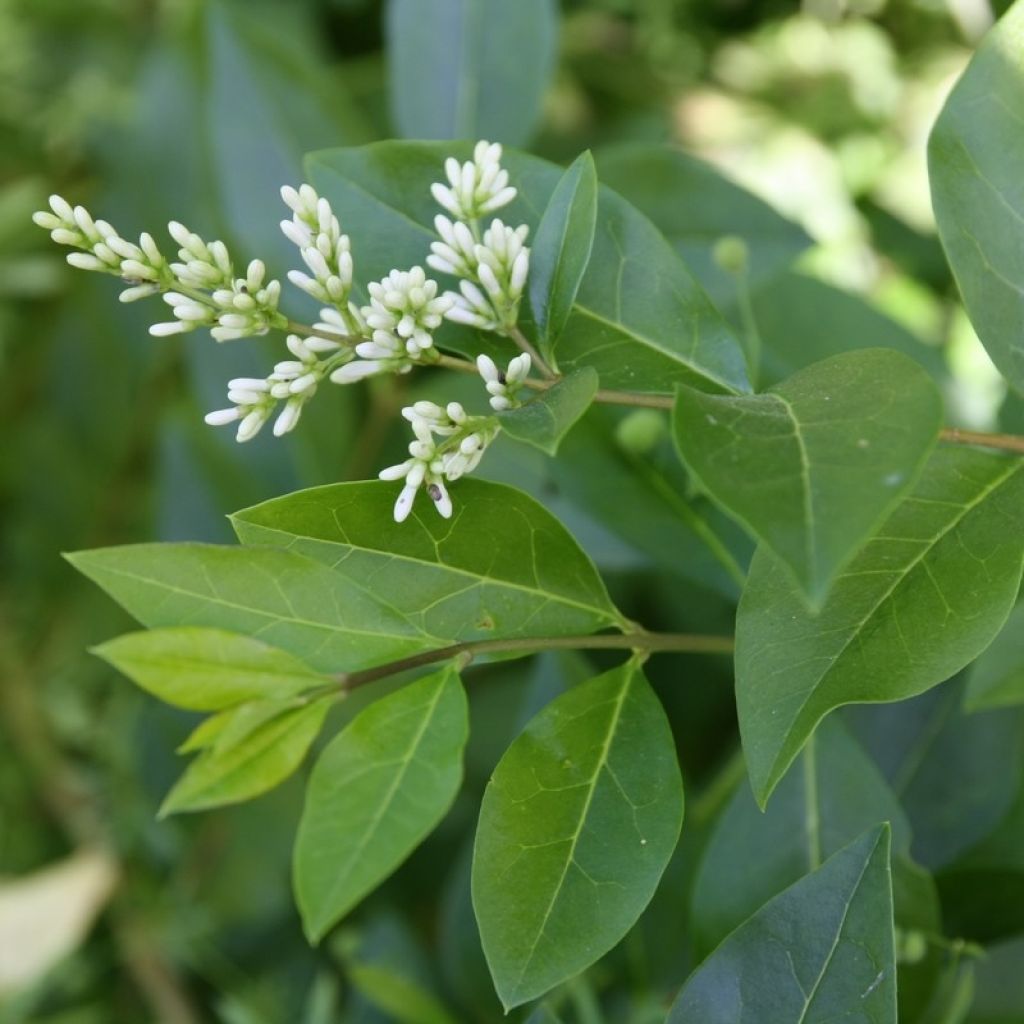 Ligustro a foglie ovali - Ligustrum ovalifolium
