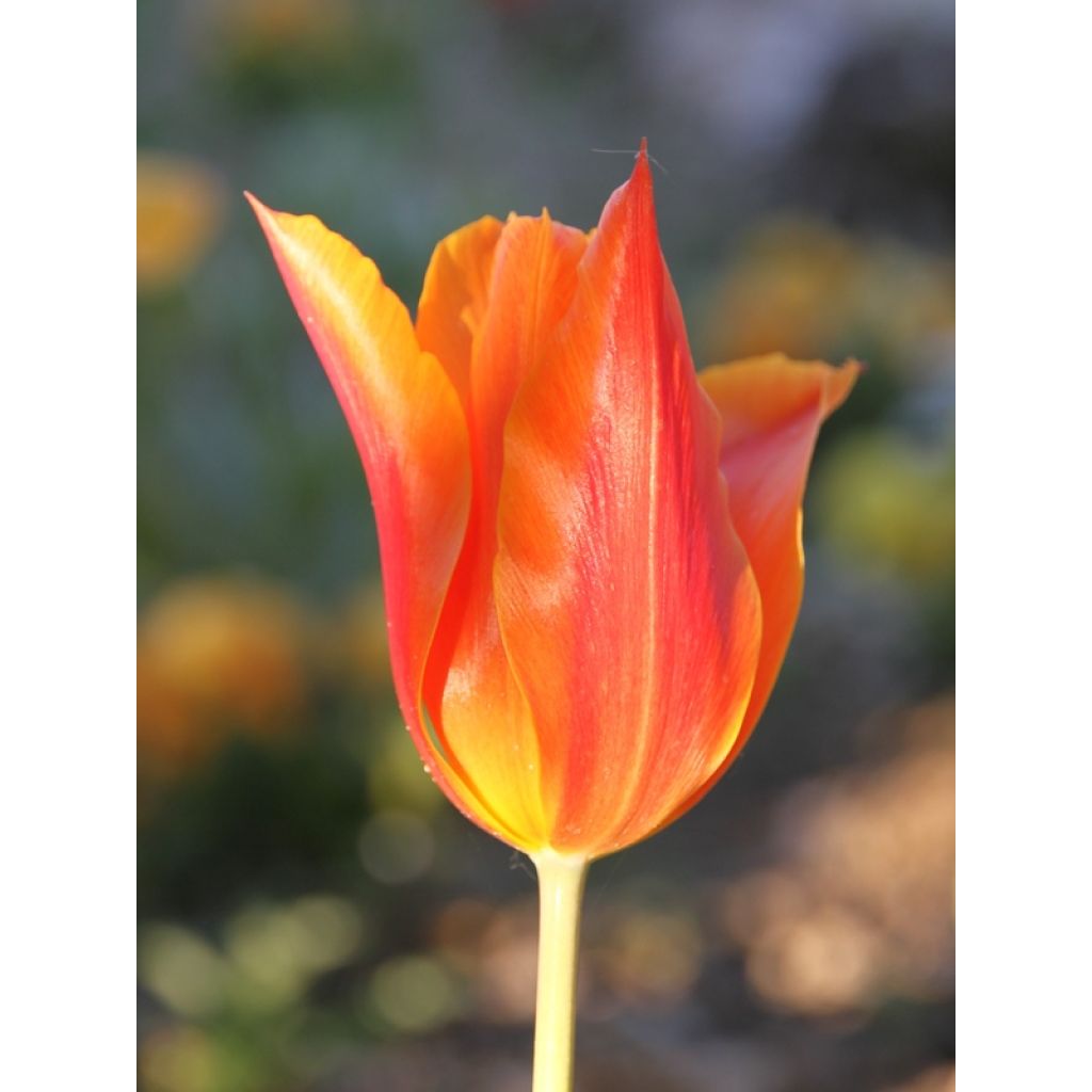 Tulipano Giglio Ballerina