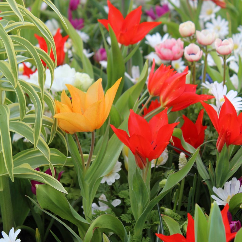 Collezione 20 tulipano plurifioriti