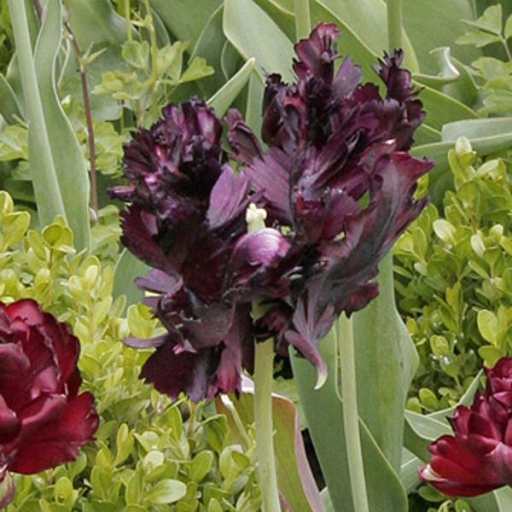 Tulipano Pappagallo Black Parrot