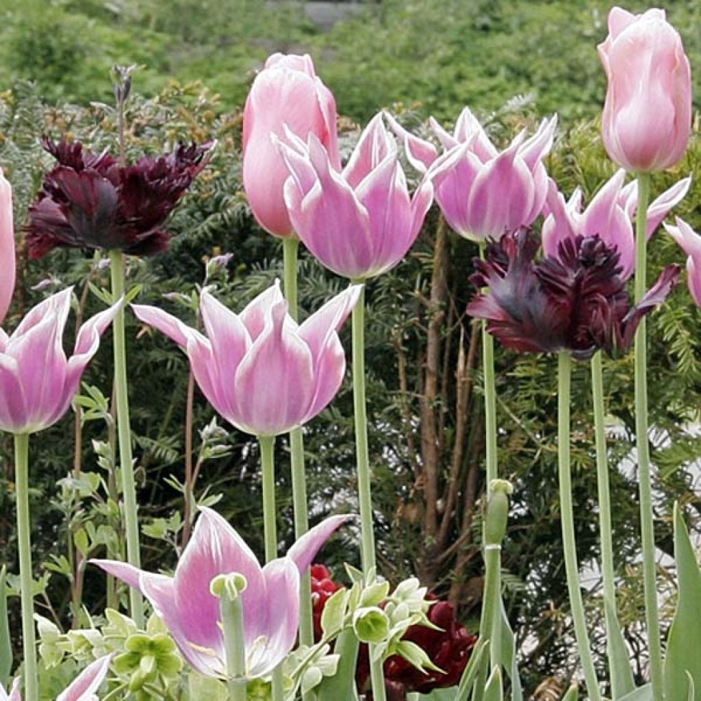 Tulipano Pappagallo Black Parrot